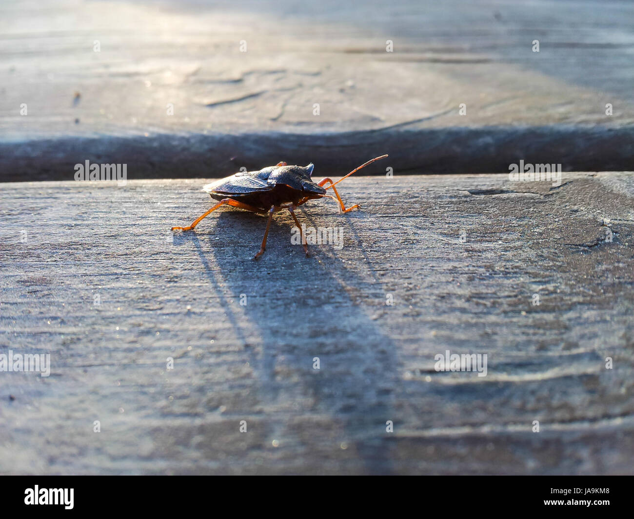 Makro, Nahaufnahme, Makro-Aufnahme, Nahaufnahme, Detail, isoliert, Closeup, Stockfoto