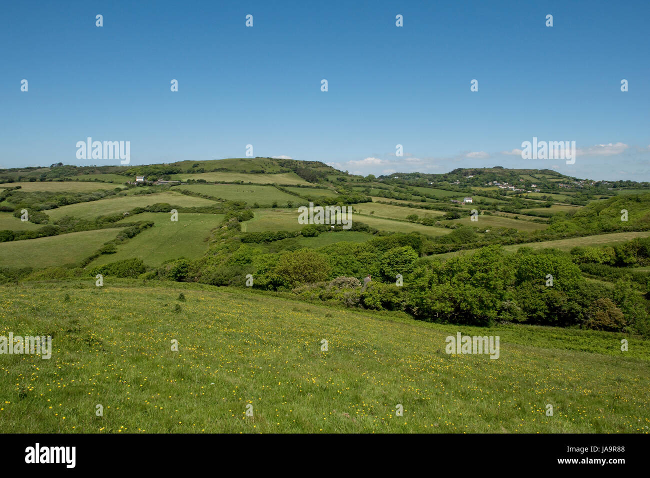 Kleine Felder begrenzt durch Hecken und Bäume in der Nähe von Stonebarrow Hügel östlich von Charmouth in Dorset an einem feinen Frühsommer-Tag im Mai Stockfoto