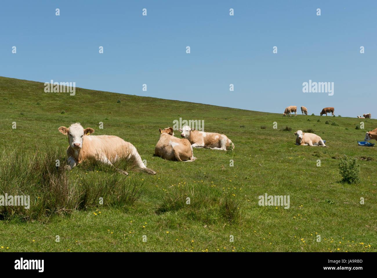 Simmentaler Rinder grasen auf kurze Küste Weide mit Disteln und eilt an den Hängen des Golden Cap in der Nähe von einladendsten in Dorset, Mai Stockfoto