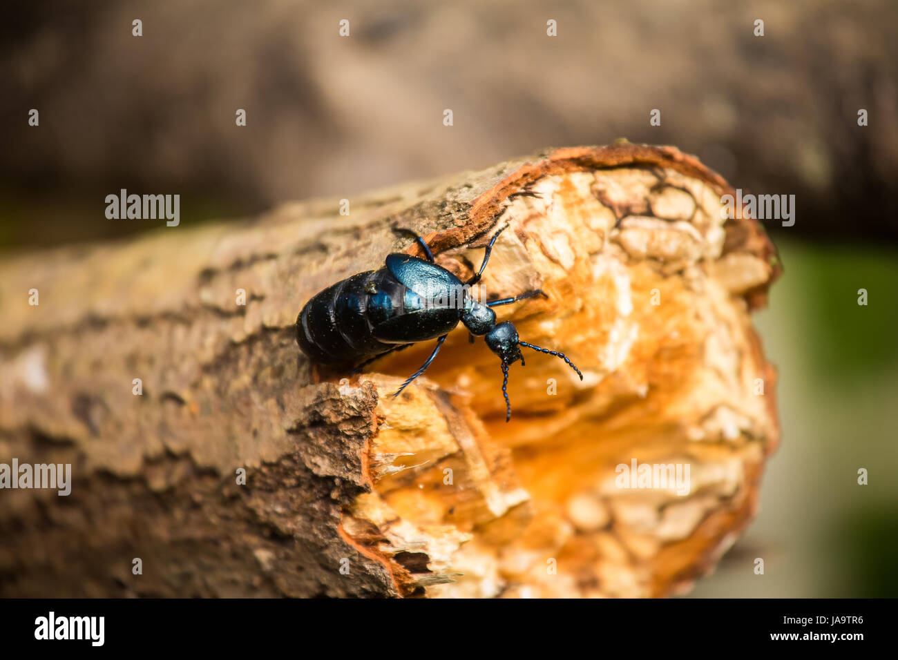 Eine schöne Nahaufnahme eines dunklen blauen Käfers auf einem Baumstamm im Sommer Wald Stockfoto