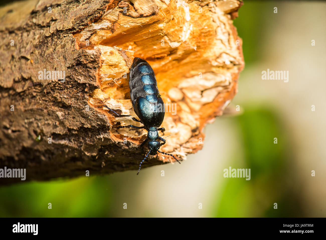 Eine schöne Nahaufnahme eines dunklen blauen Käfers auf einem Baumstamm im Sommer Wald Stockfoto