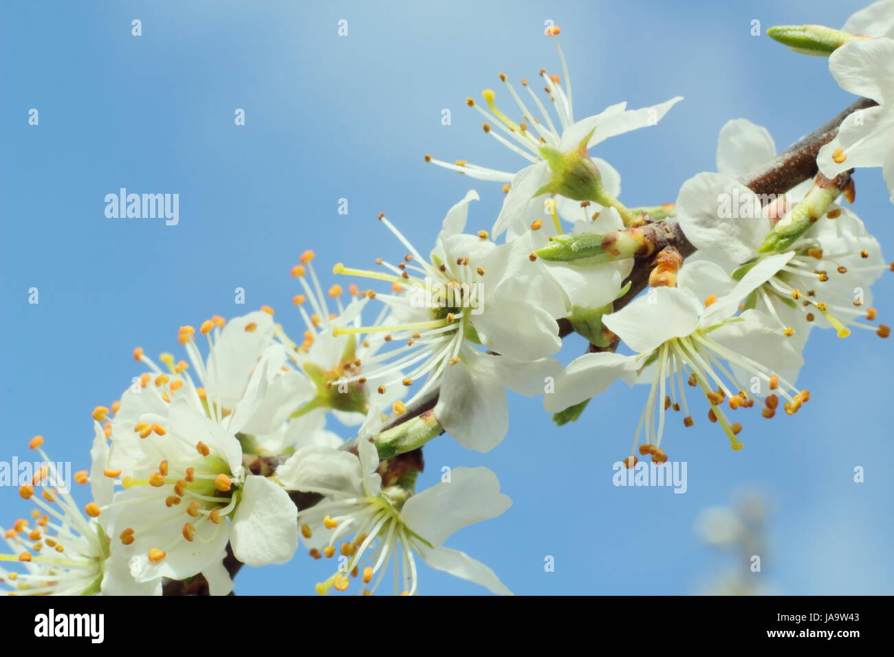 Schlehe (Prunus Spinosa) oder Schlehe, eine frühe Quelle des Nektars in voller Blüte in der englischen Landschaft an einem sonnigen Tag im zeitigen Frühjahr, UK Stockfoto