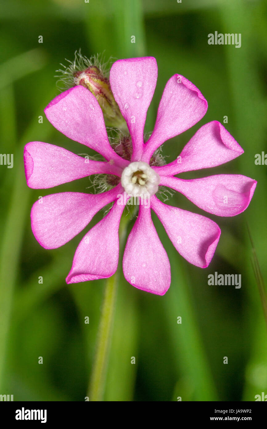 in der Nähe, Makro, Nahaufnahme, Makro-Aufnahme, Nahaufnahme Blick, Blume, Pflanze, Blüte, Stockfoto