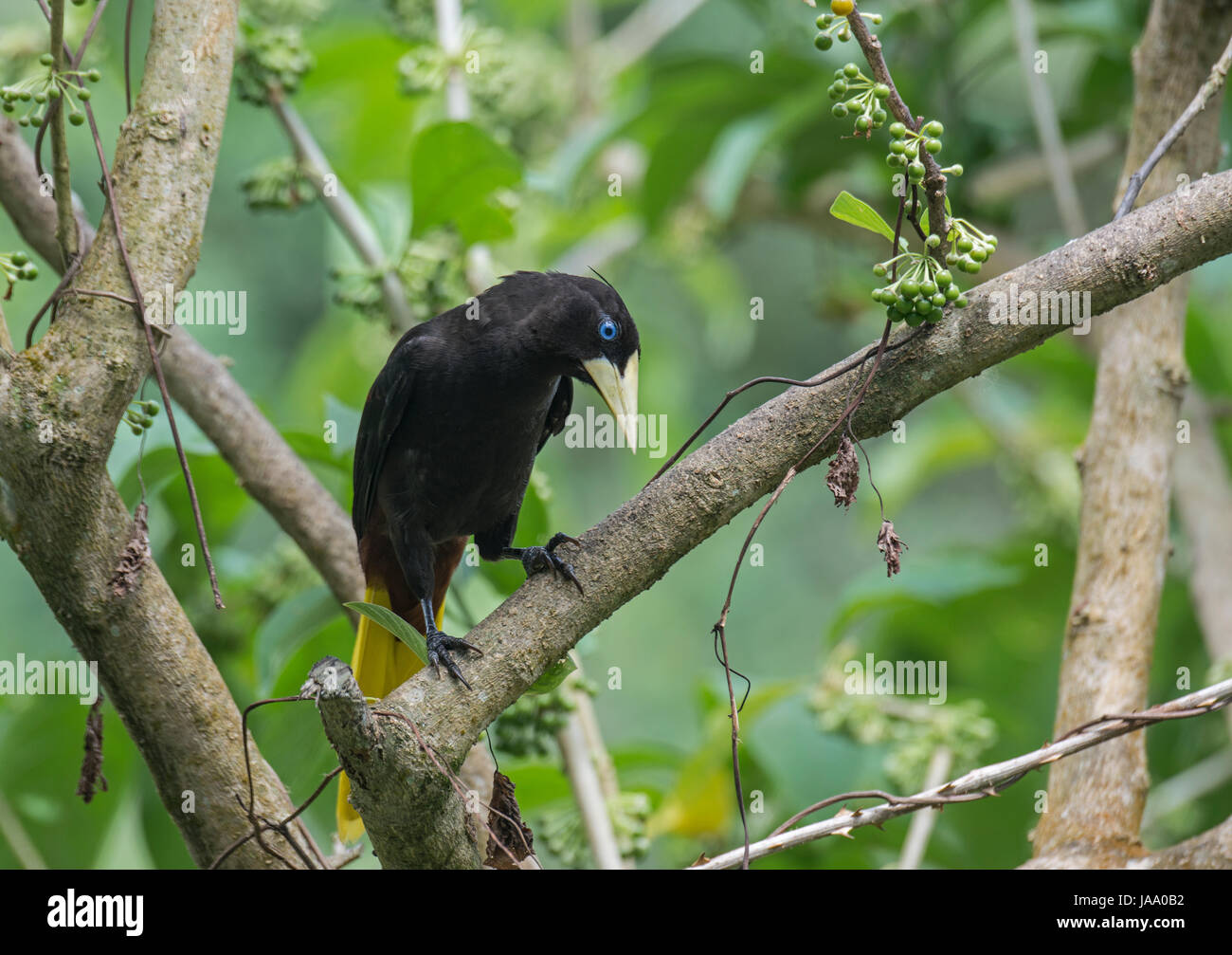 Crested Oropendola: Psarocolius Decumanus Insularis. Trinidad. Stockfoto