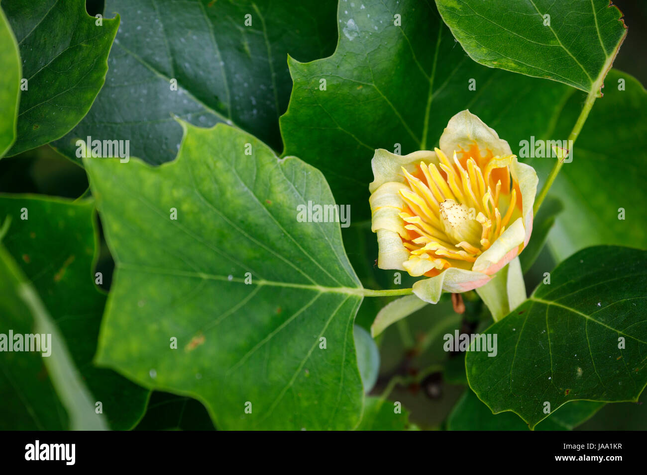 Blume der Tulpenbaum, Liriodendron Tulipifera 'Fastigiatum', Blüte im späten Frühling, Frühsommer, RHS Gärten, Wisley, Süd-Ost-England, UK Stockfoto