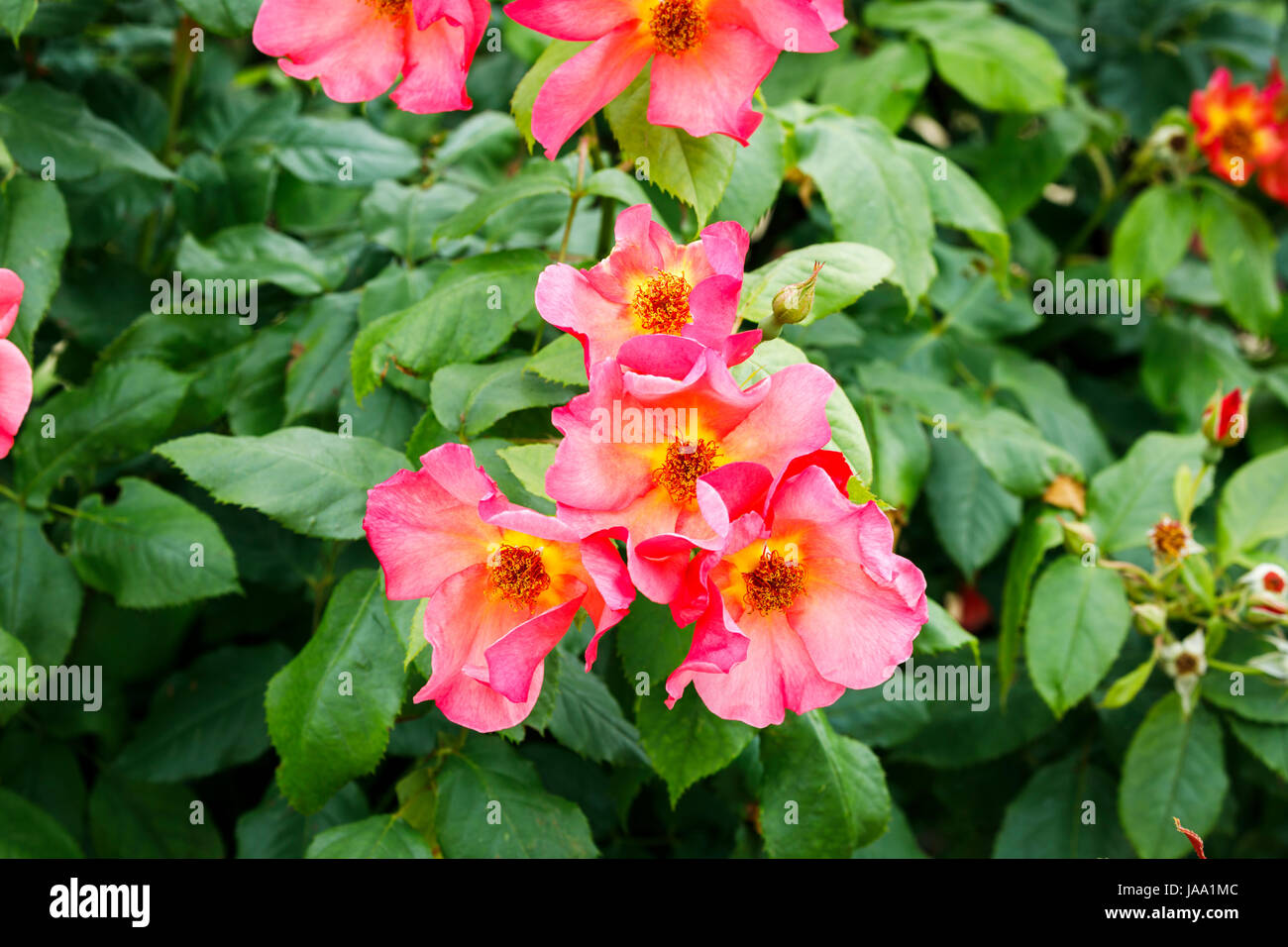 Lachsrosa Strauchrose Rosa Morning Mist Ausfire (David Austin) blühend im späten Frühjahr im Frühsommer, RHS Garden, Wisley, Surrey, Südostengland, VEREINIGTES KÖNIGREICH Stockfoto