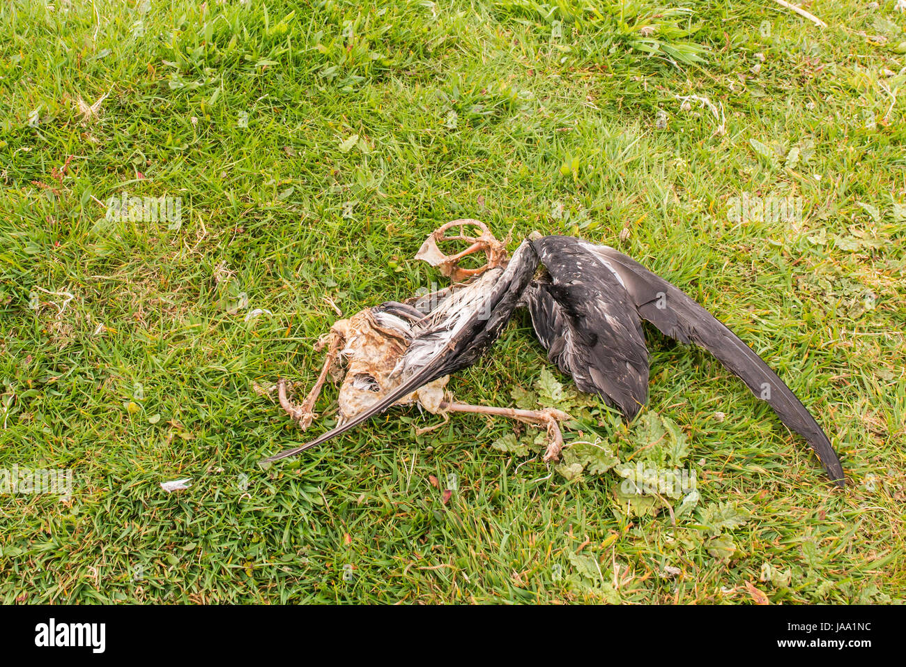 Toter Vogel - Manx Shearwater (Puffinus Puffinus) teilweise zerlegt zeigt Flügelfedern und exponierten Skelett. Vordatiert auf Skomer Island durch andere Vögel Stockfoto