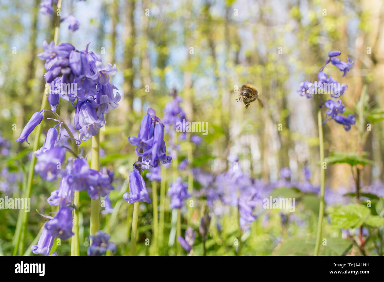 Einzigen Hummel fliegen weg von Glockenblumen. Weitwinkel-Makro, natürlichen Hintergrund im Bokeh Fokus zeigt. Coed Cefn Woodlands, Brecon Beacons Nationa Stockfoto