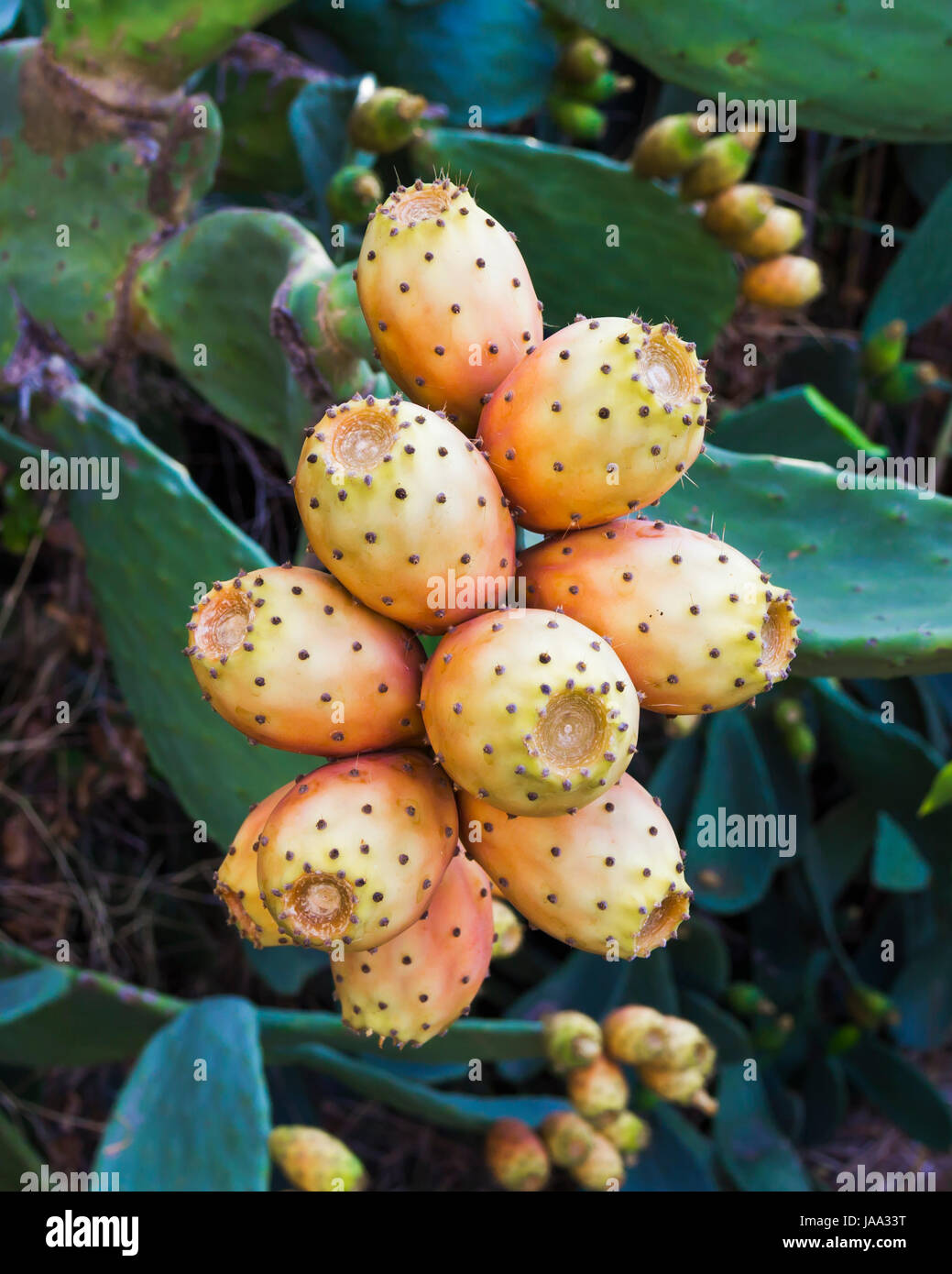 Obst, Kaktus, Fig, Dorn, Orange, Blatt, Closeup, grün, Wolke, Horizontal, Stockfoto