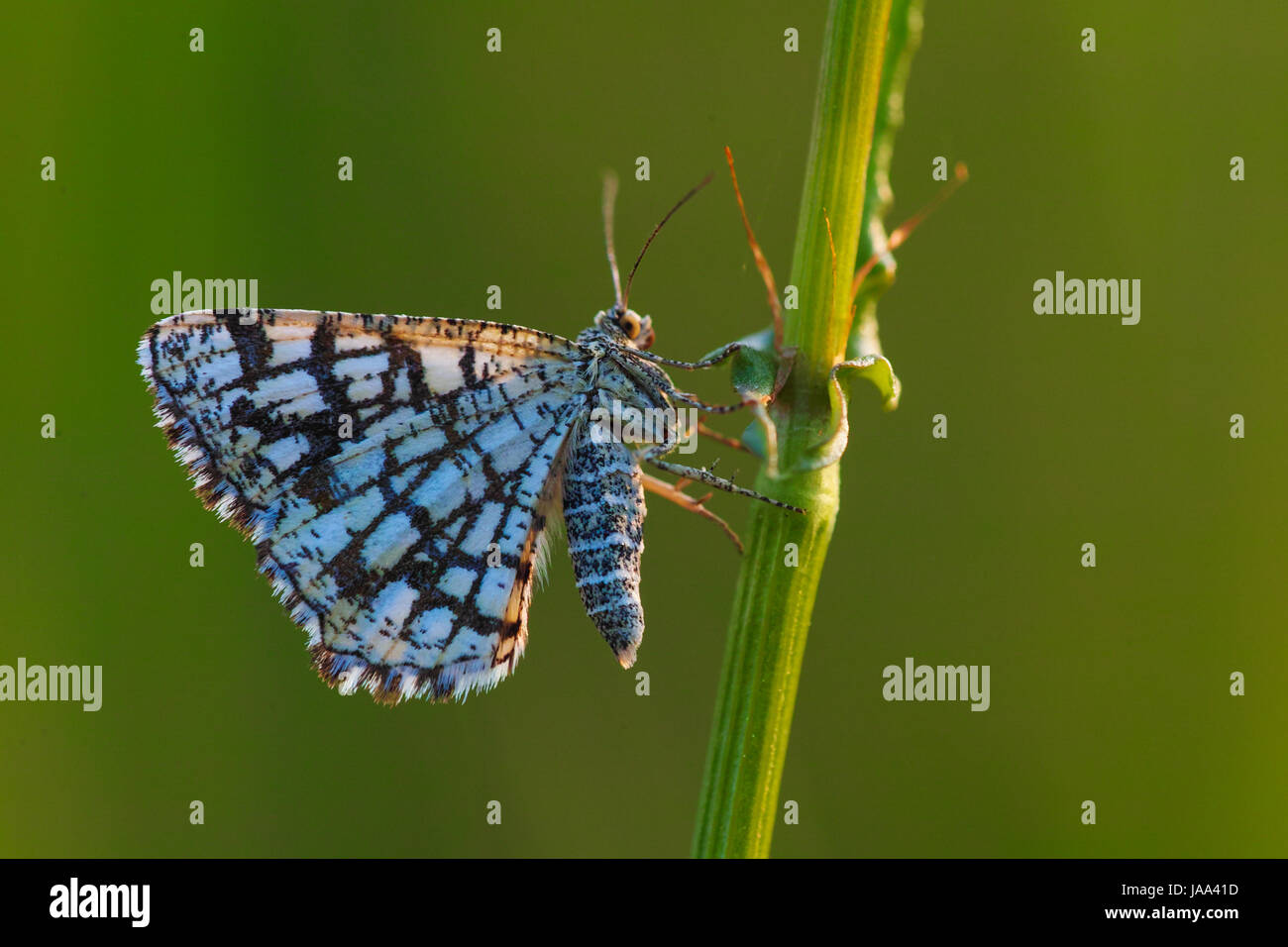 vergitterte Heide am Abend Stockfoto