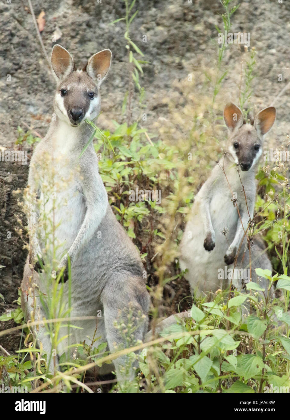 Ein Wallaby und geben neugierig sieht im Lamington National Park. Stockfoto