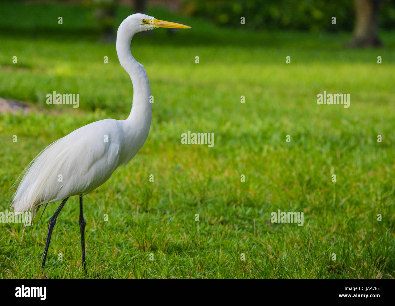 Ein großer weißer Reiher (Ardea Herodias Occidentalis) im Park auf dem Largo Central Park in Largo, Florida. Stockfoto