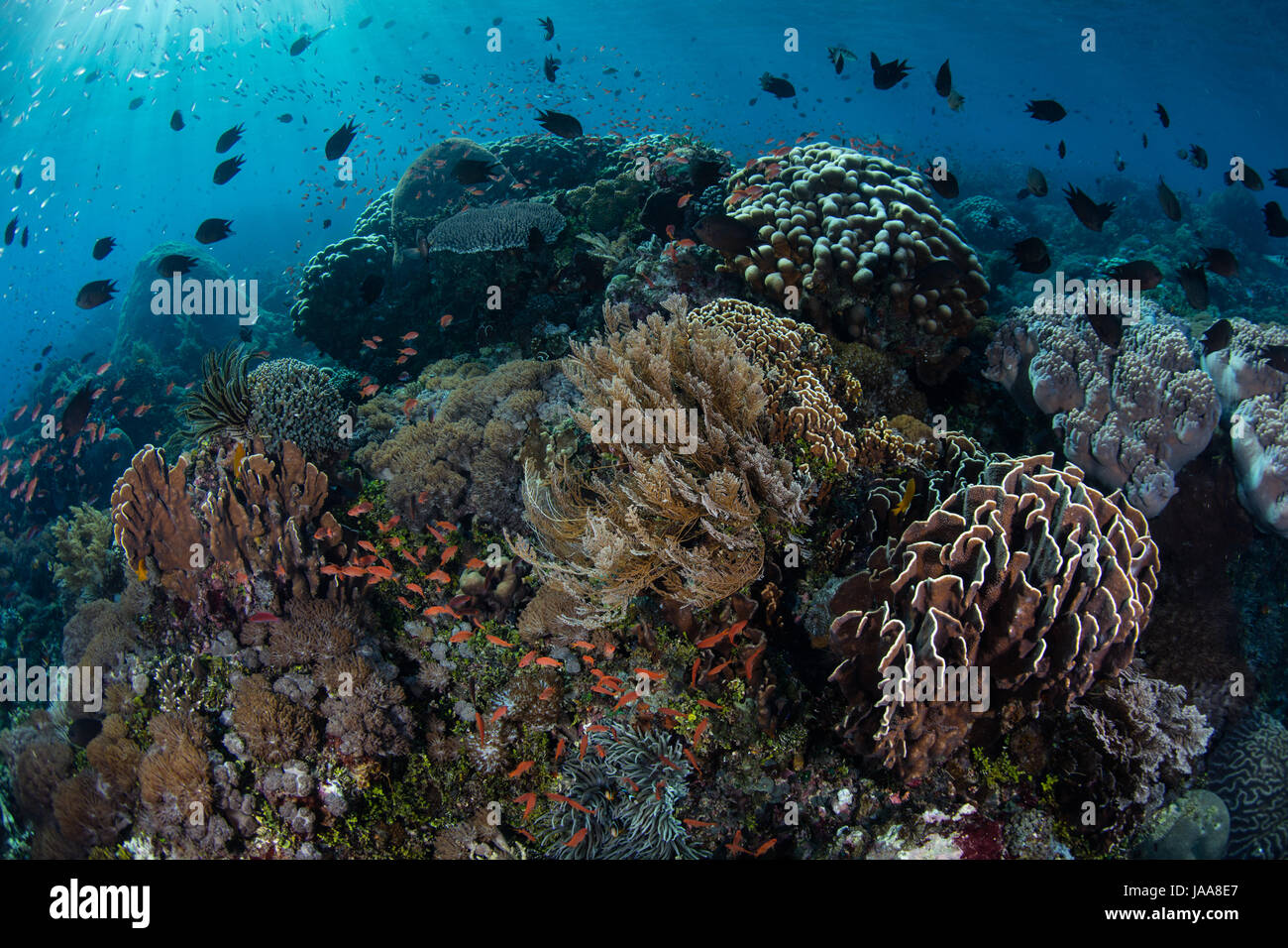Tropisches Riff-Fische schwärmen über eine wunderschöne Korallenriff in der Nähe von Alor, Indonesien. Diese Region birgt außergewöhnliche Artenvielfalt. Stockfoto