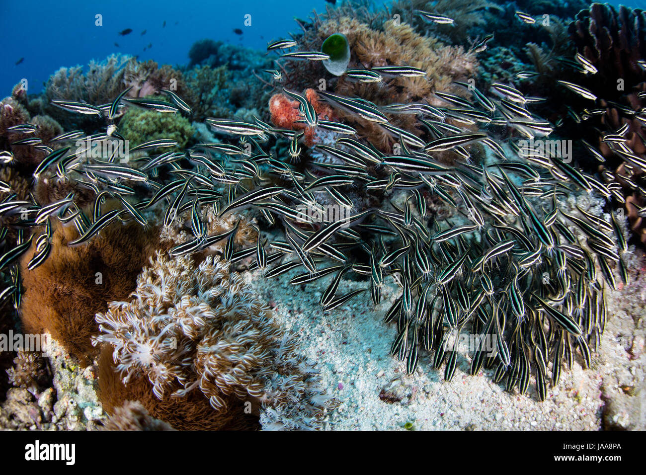 Eine Schule des gestreiften Aal Wels, Plotosus Lineatus, schwärmen über eine indonesische Korallenriff auf der Suche nach Nahrung. Stockfoto