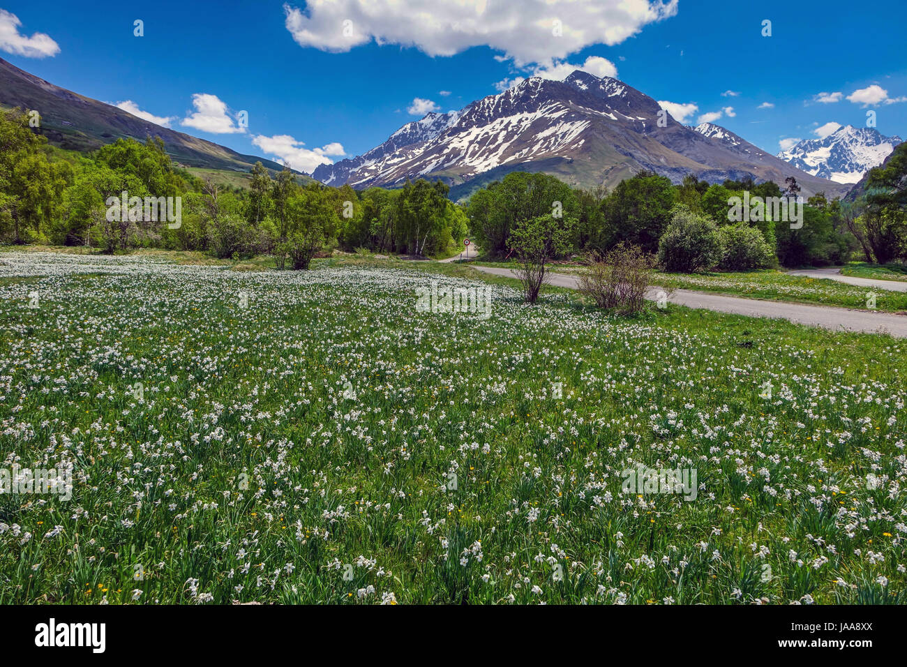 Alpinen Wiese mit Blumen, kalte de Lauteret, Lautaret, Französische Alpen Stockfoto