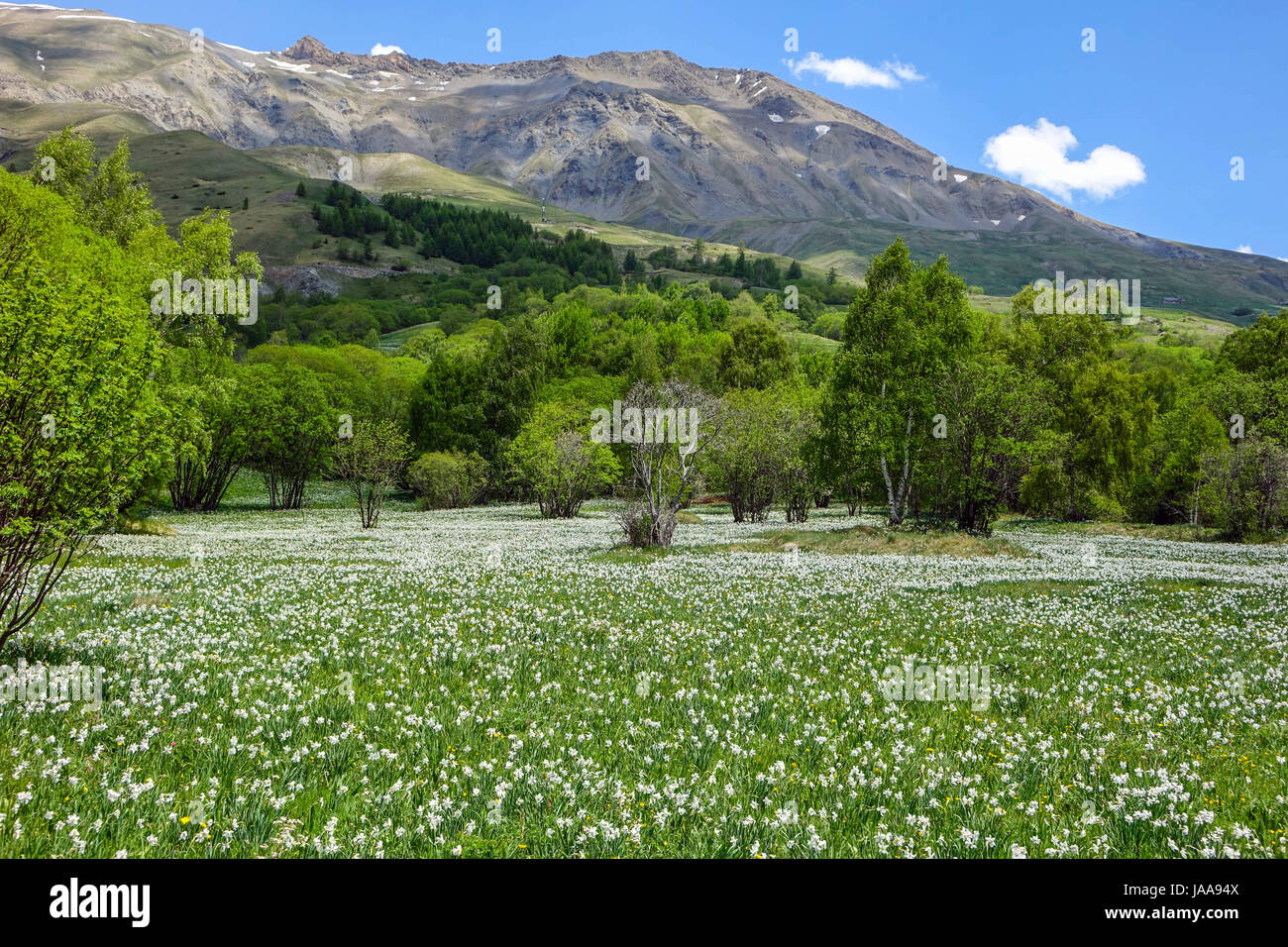 Alpinen Wiese mit Blumen, kalte de Lauteret, Lautaret, Französische Alpen Stockfoto