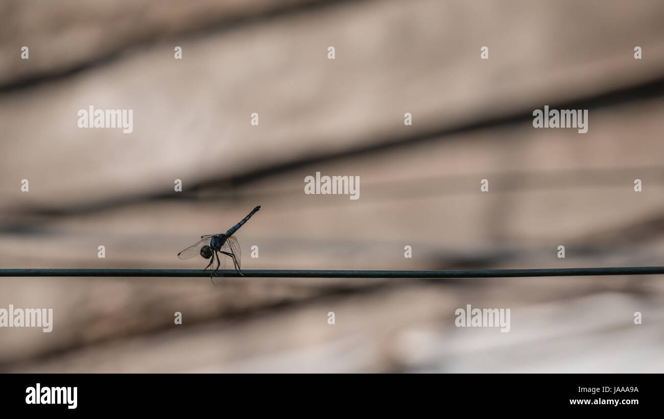 braune Libelle am Seil hautnah Stockfoto