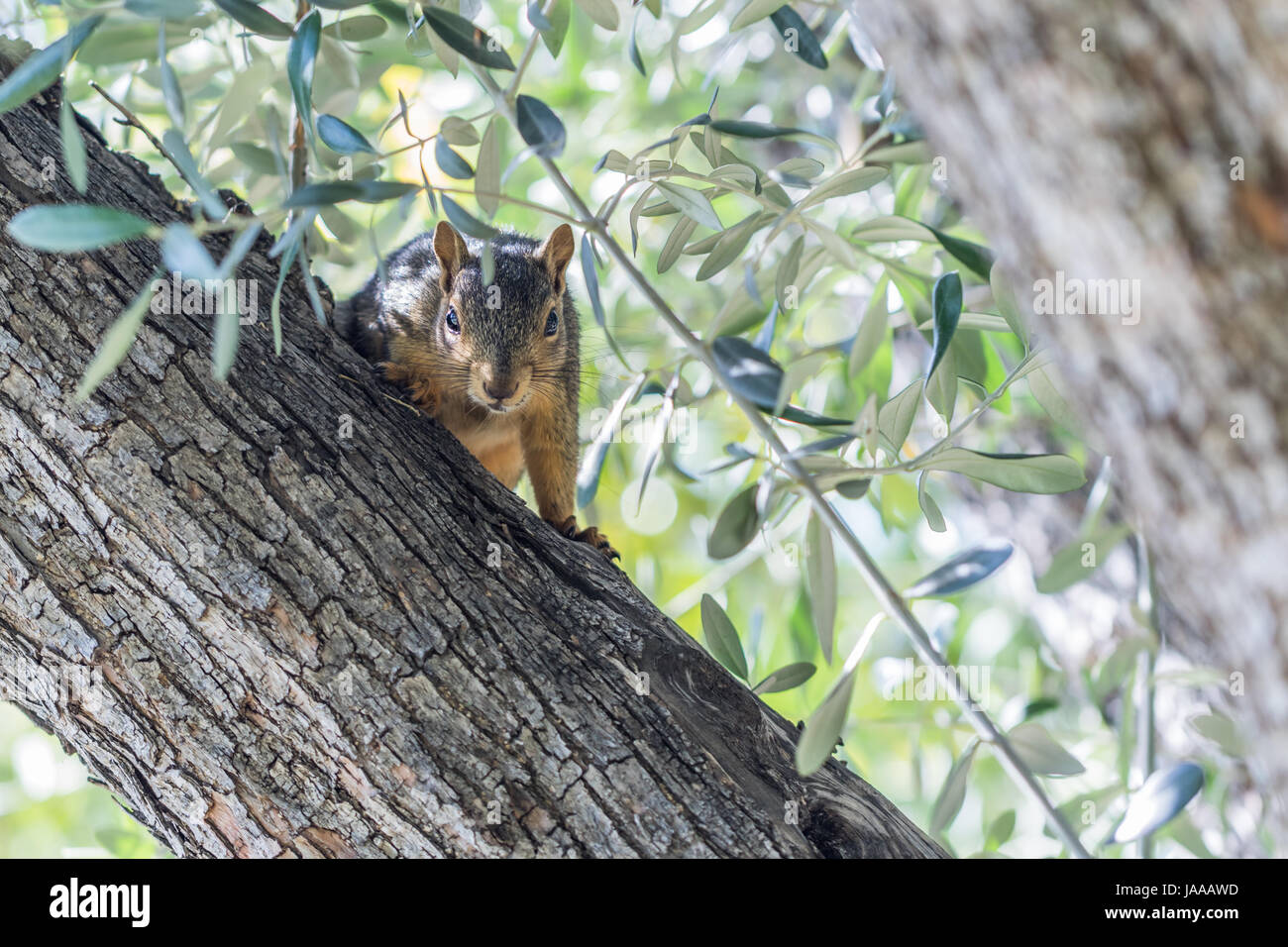 Eichhörnchen Stockfoto