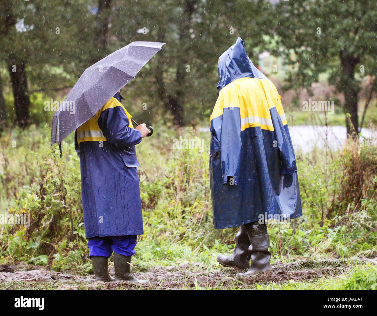 Bär, Regen, Seil, Wiese, Rasen, Rasen, grün, Regen, gehen, Arbeit, groß, groß, Stockfoto