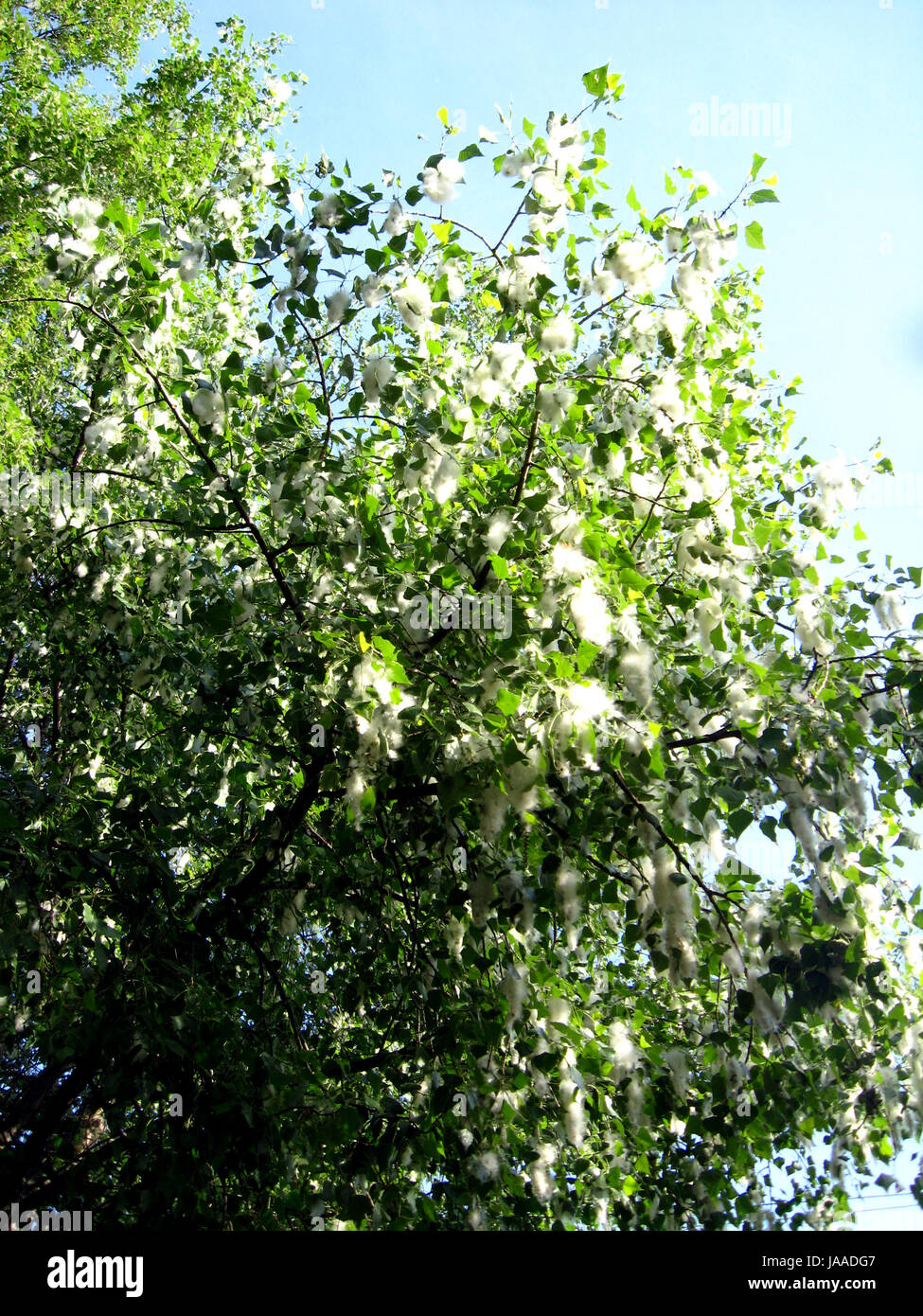 Cottonwood Tree Pollen Stockfotos und bilder Kaufen Alamy