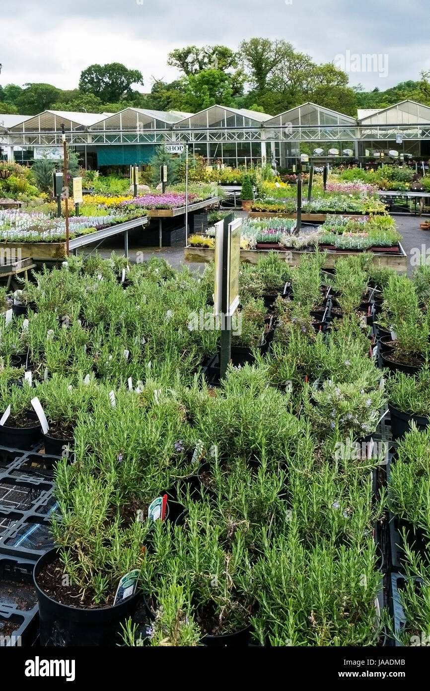 Pflanzen für den Verkauf in einem Gartencenter und Pflanze Kindergarten. Stockfoto