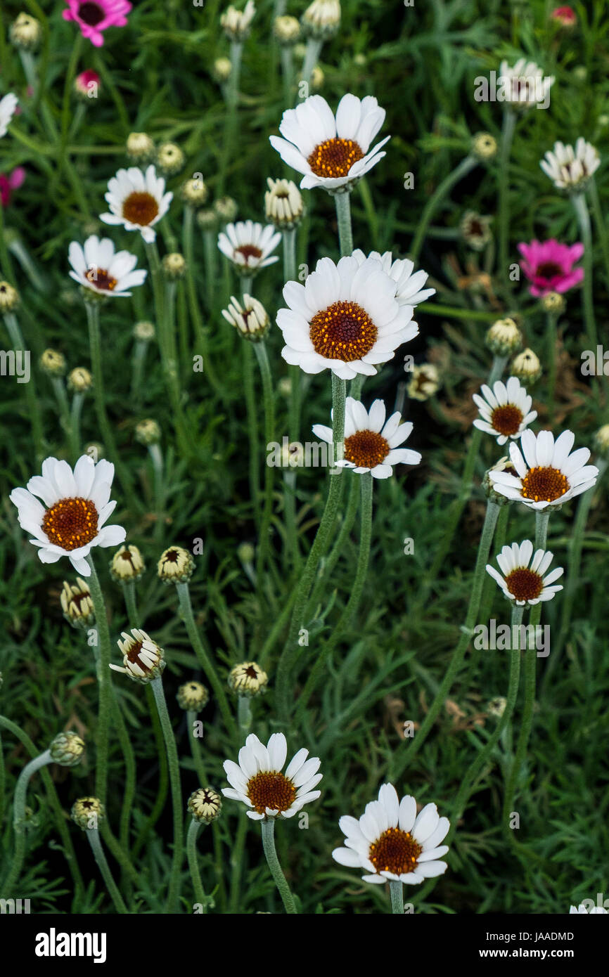 Pflanzen für den Verkauf in einem Gartencenter und Pflanze Kindergarten. Stockfoto