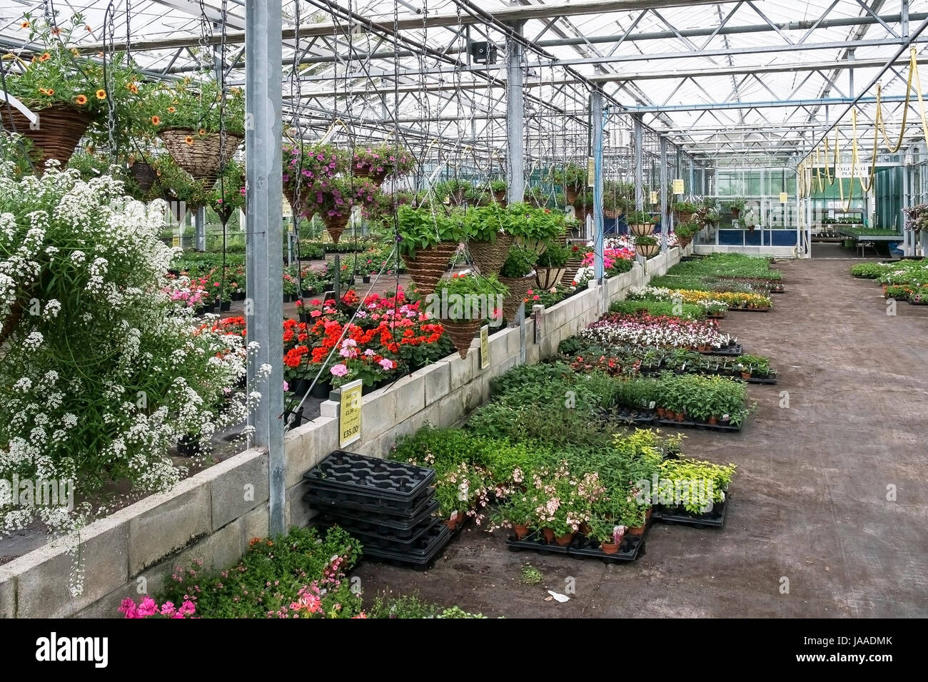 Pflanzen für den Verkauf in einem Gartencenter und Pflanze Kindergarten. Stockfoto