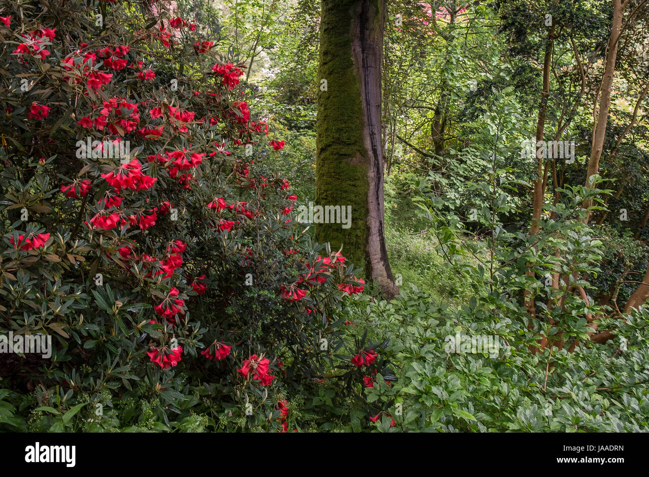 Die Blüten der Rhododendron Elegantum Pflanze. Elizabeth. Stockfoto