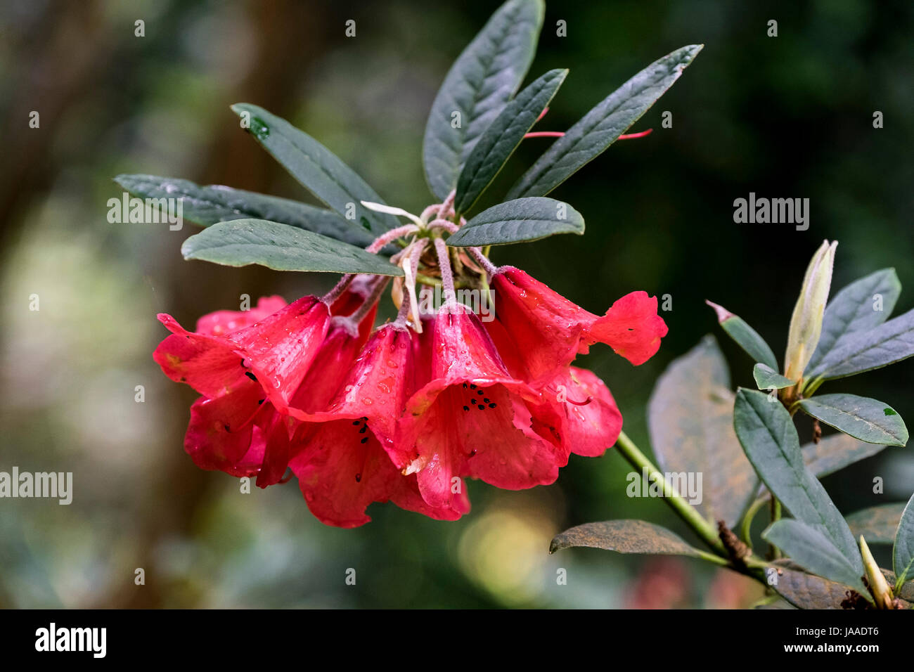 Eine Detailansicht der Blüten einer Rhododendron elegantum Elizabeth Anlage. Stockfoto
