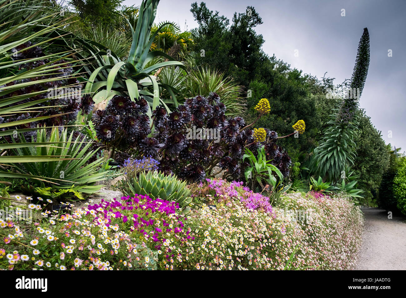 Schöne Pflanzen in subtropischen Trebah Garten in Cornwall. Stockfoto