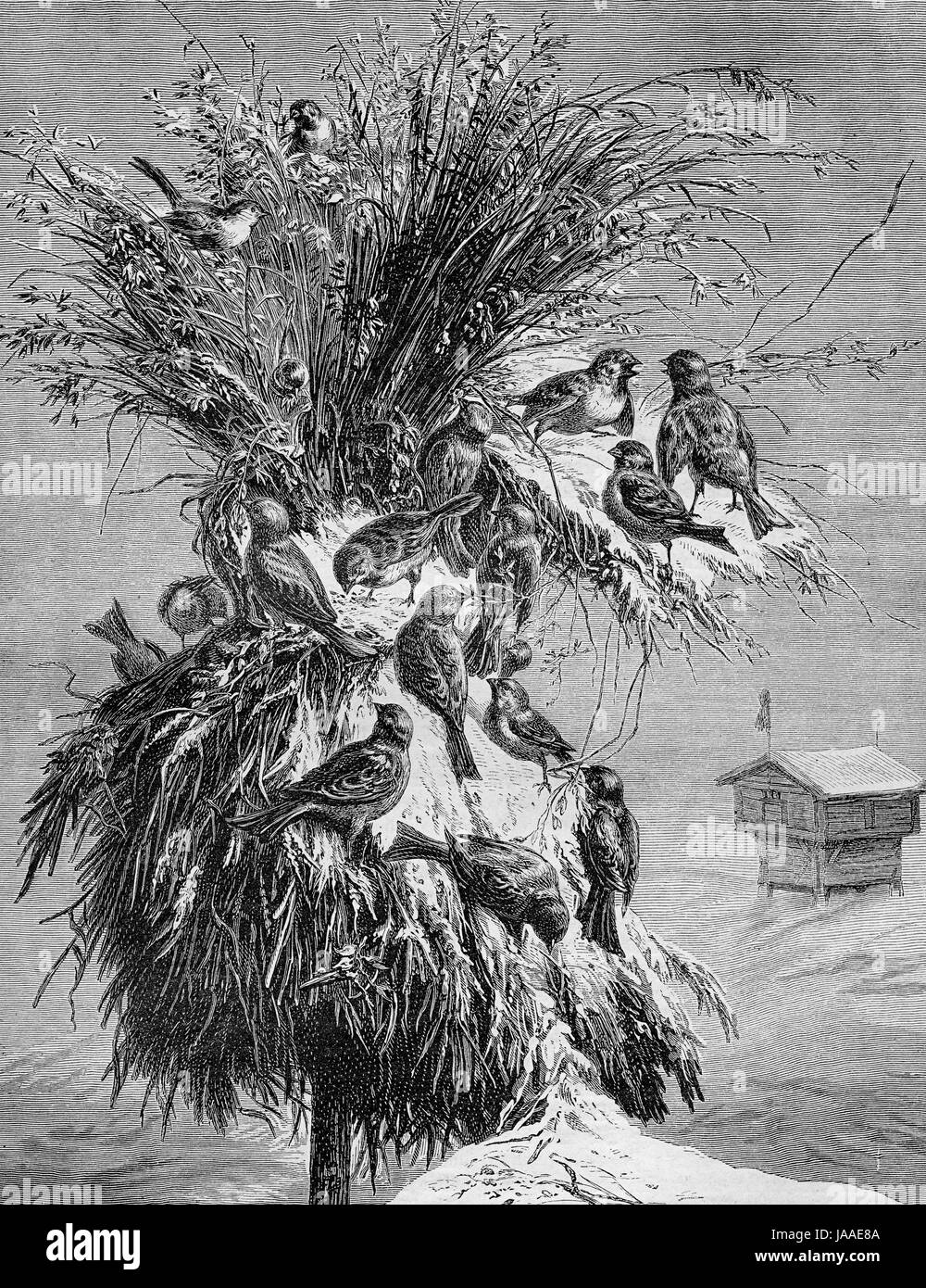 Juleneg, dem norwegischen Weihnachtsbaum für Vögel - Gravur aus XIX Jahrhundert Stockfoto