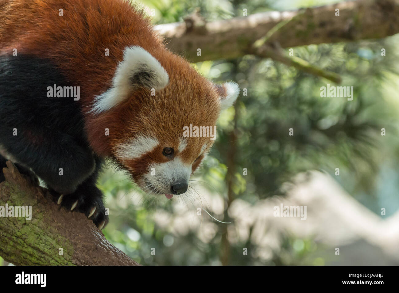 Vom Aussterben bedrohte Red Panda (Ailurus Fulgens) in Singapur Stockfoto
