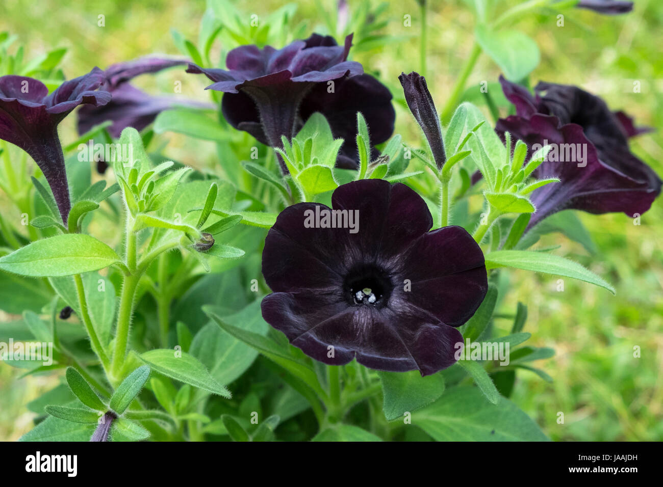 Petunia schwarz Satin Pflanze, samtig, tiefschwarze Blüten Stockfoto