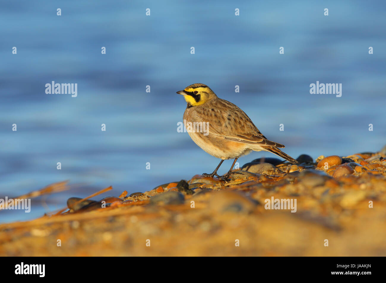 Shorelark / Shore Lark (Eremophila Alpestris) auf einem britischen Strand im Winter Stockfoto