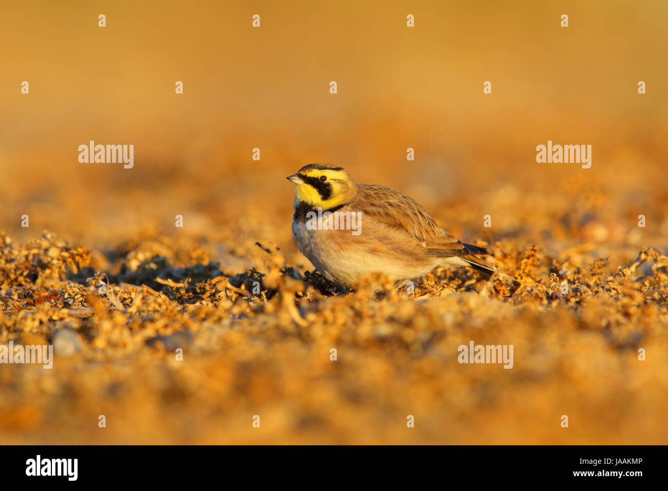 Shorelark / Shore Lark (Eremophila Alpestris) auf einem britischen Strand im Winter Stockfoto