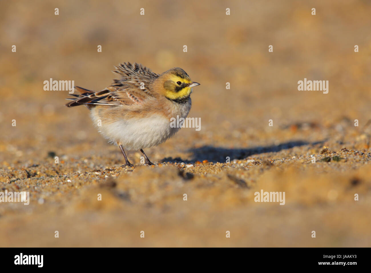 Shorelark / Shore Lark (Eremophila Alpestris) auf einem britischen Strand im Winter Stockfoto