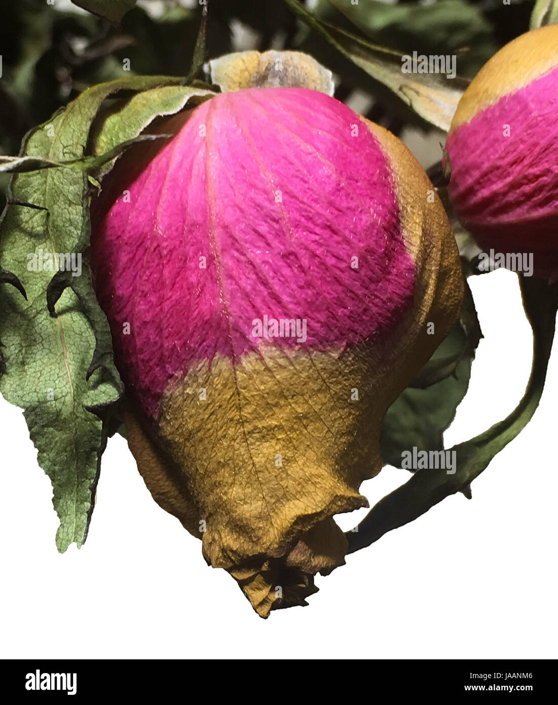 Getrocknete rose Knospe in rosa und braun Stockfoto