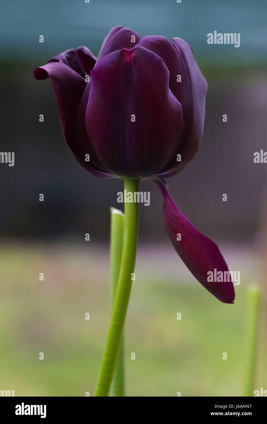 Einzelne lila Tulpe mit einer hängenden Blütenblatt mit grünem Stiel Stockfoto