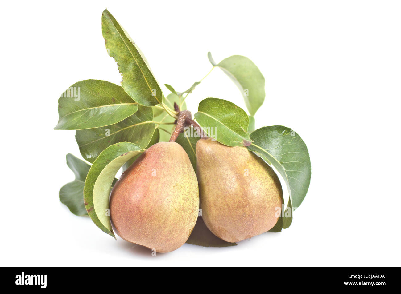 Birnen Stockfoto