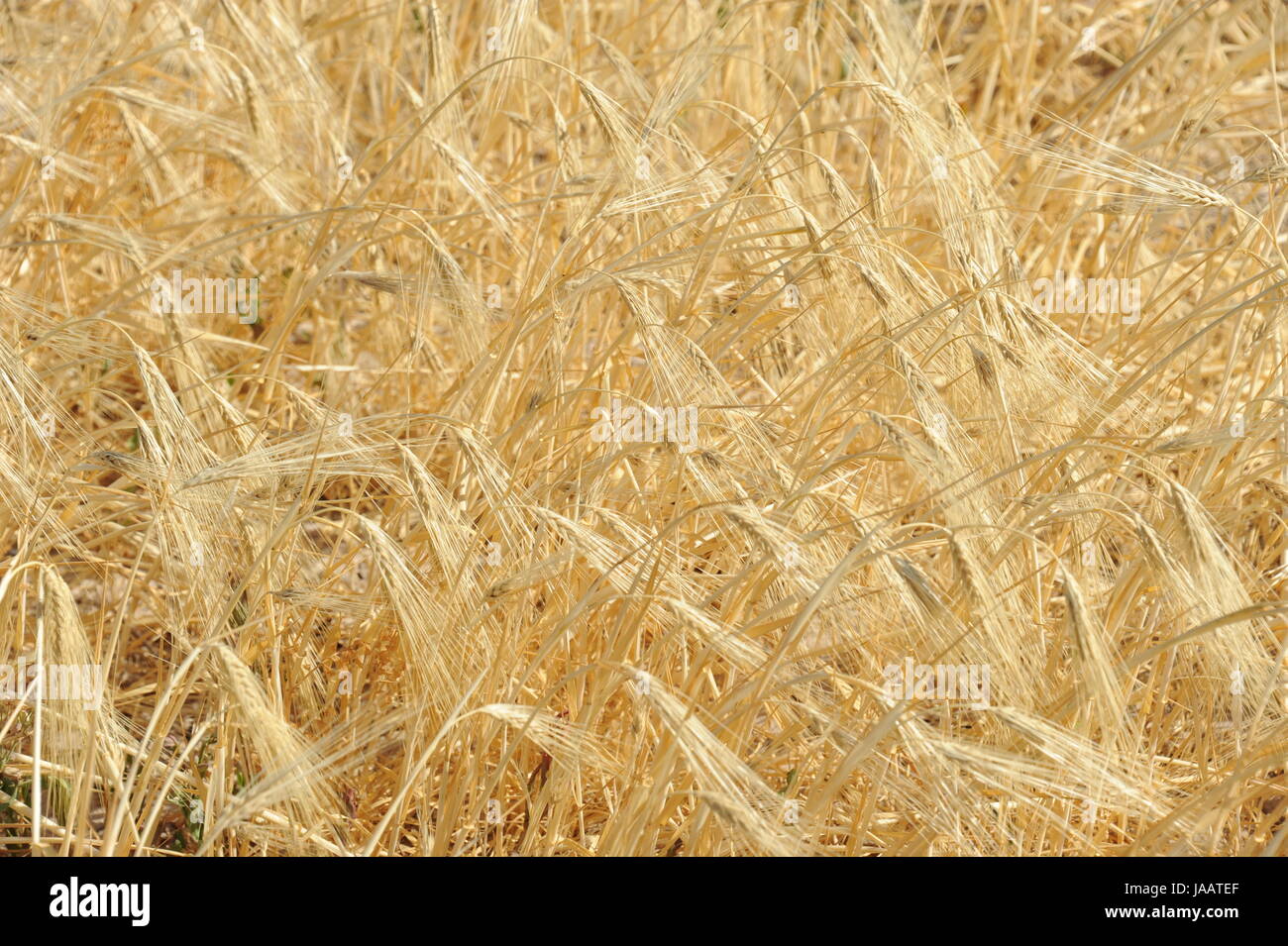 Spanien - Kornfeld Stockfoto