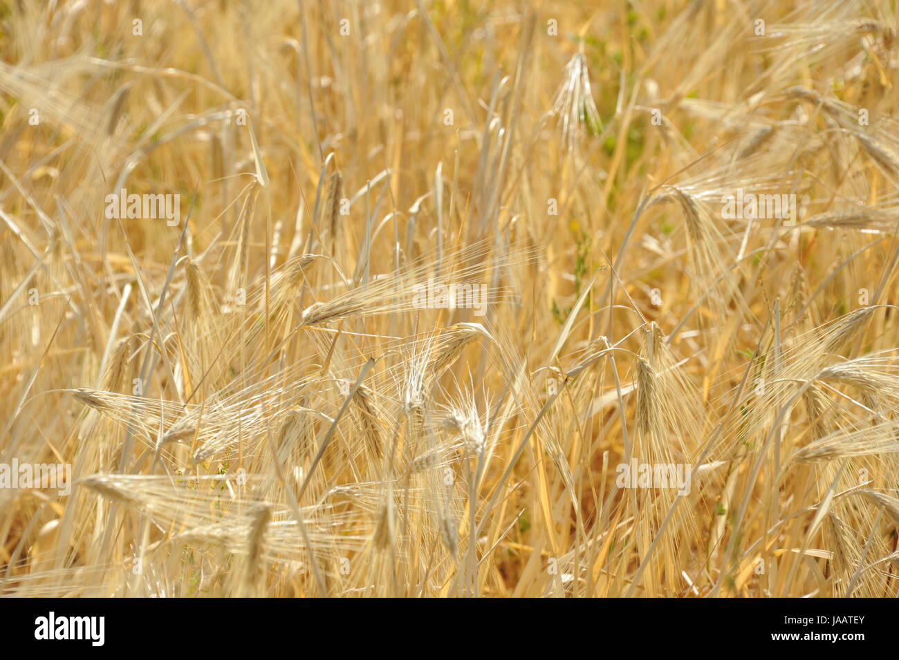 Spanien - Kornfeld Stockfoto