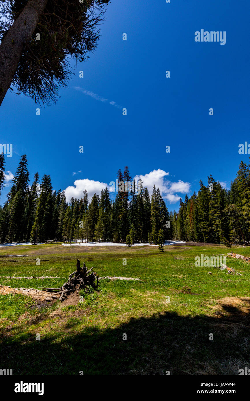 Gipfel-Wiese entlang der Glacier Point Road im Yosemite-Nationalpark Kalifornien am 1. Juni 2017 Stockfoto