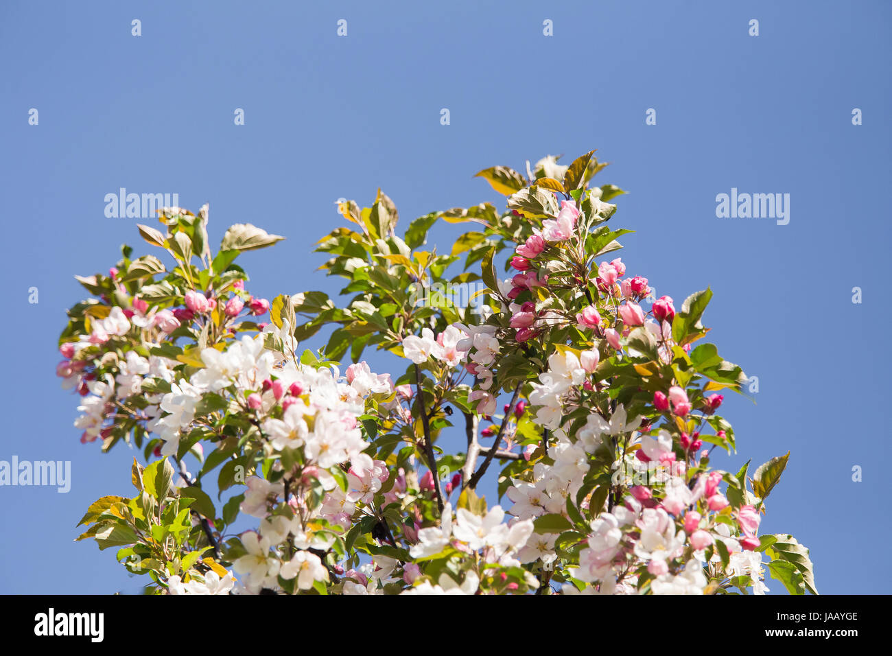 Schönen frischen Apfel-Blüten auf einem natürlichen Hintergrund. Stockfoto