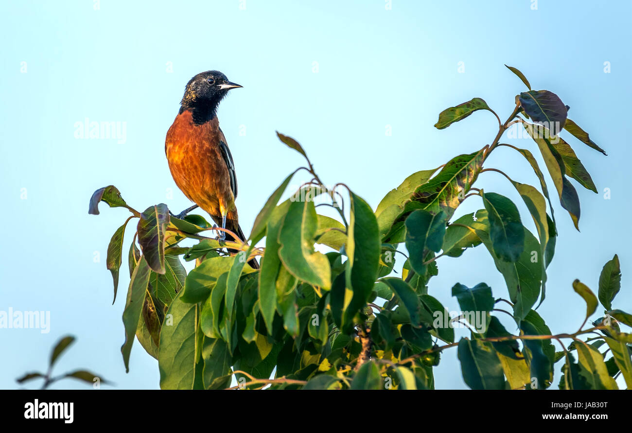 Obstgarten Oriole Songbird thront auf einem grünen Busch in der Sonne Stockfoto