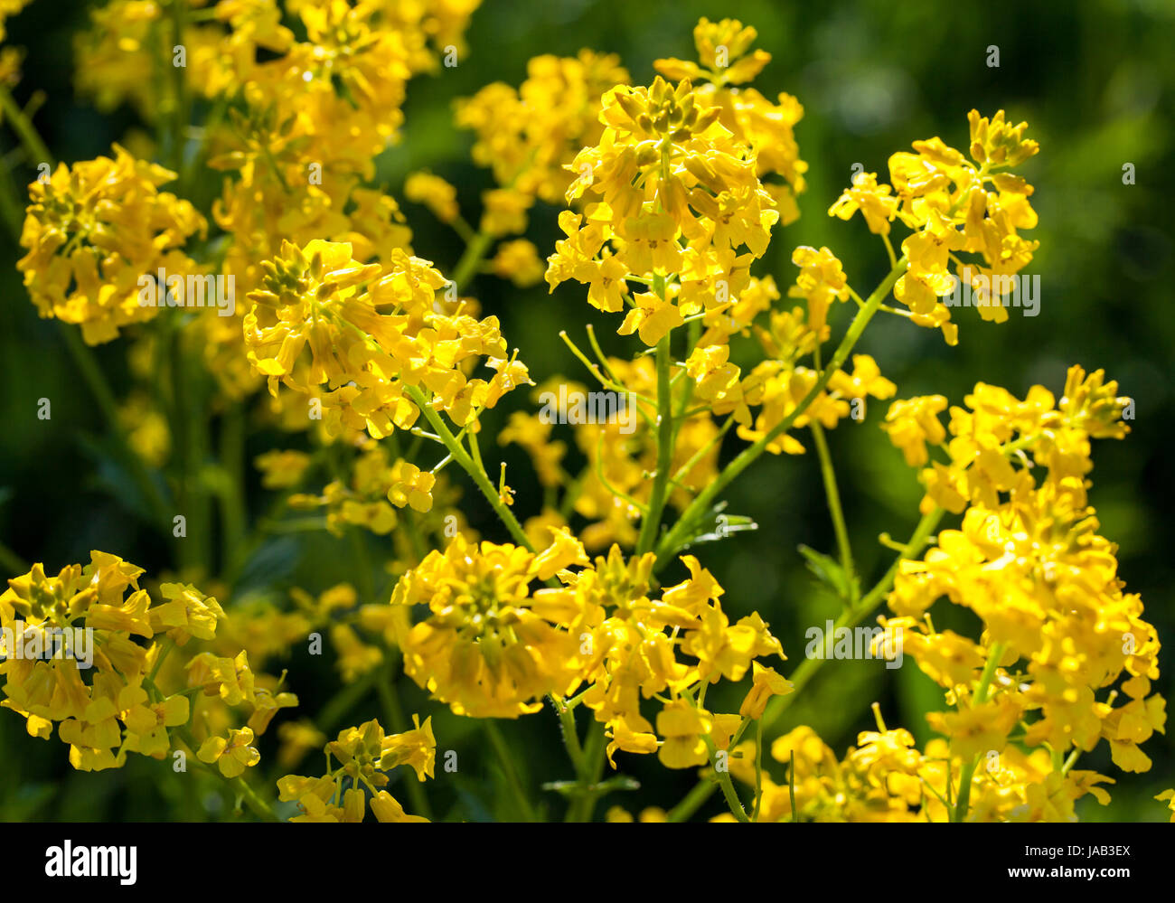 Schaumkraut (Barbarea Vulgaris) blüht Stockfoto