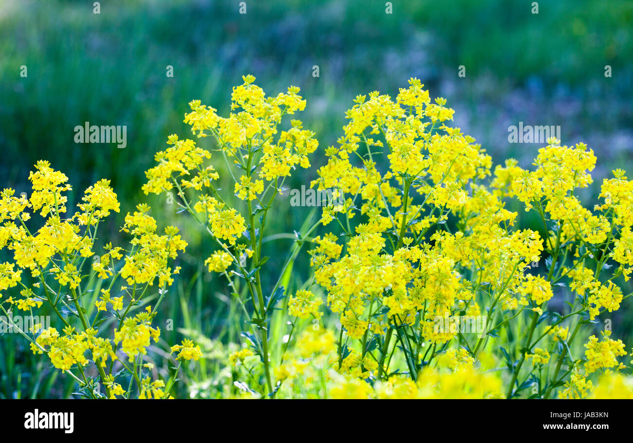 Schaumkraut (Barbarea Vulgaris) blüht Stockfoto