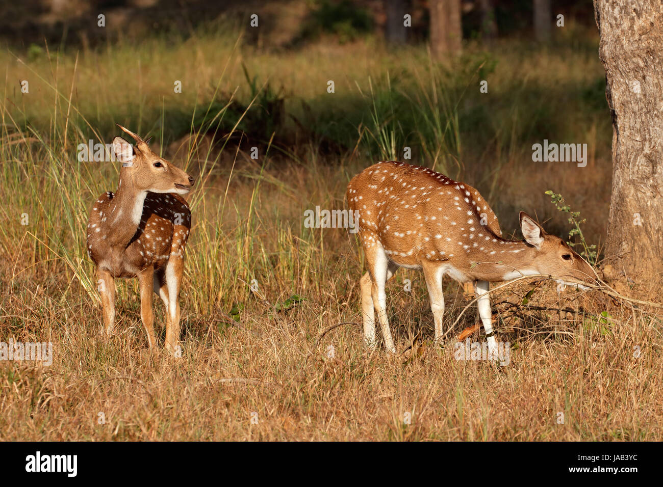 Gefleckte Rehe oder chital (Axis Axis) im natürlichen Lebensraum, Kanha Nationalpark, Indien Stockfoto