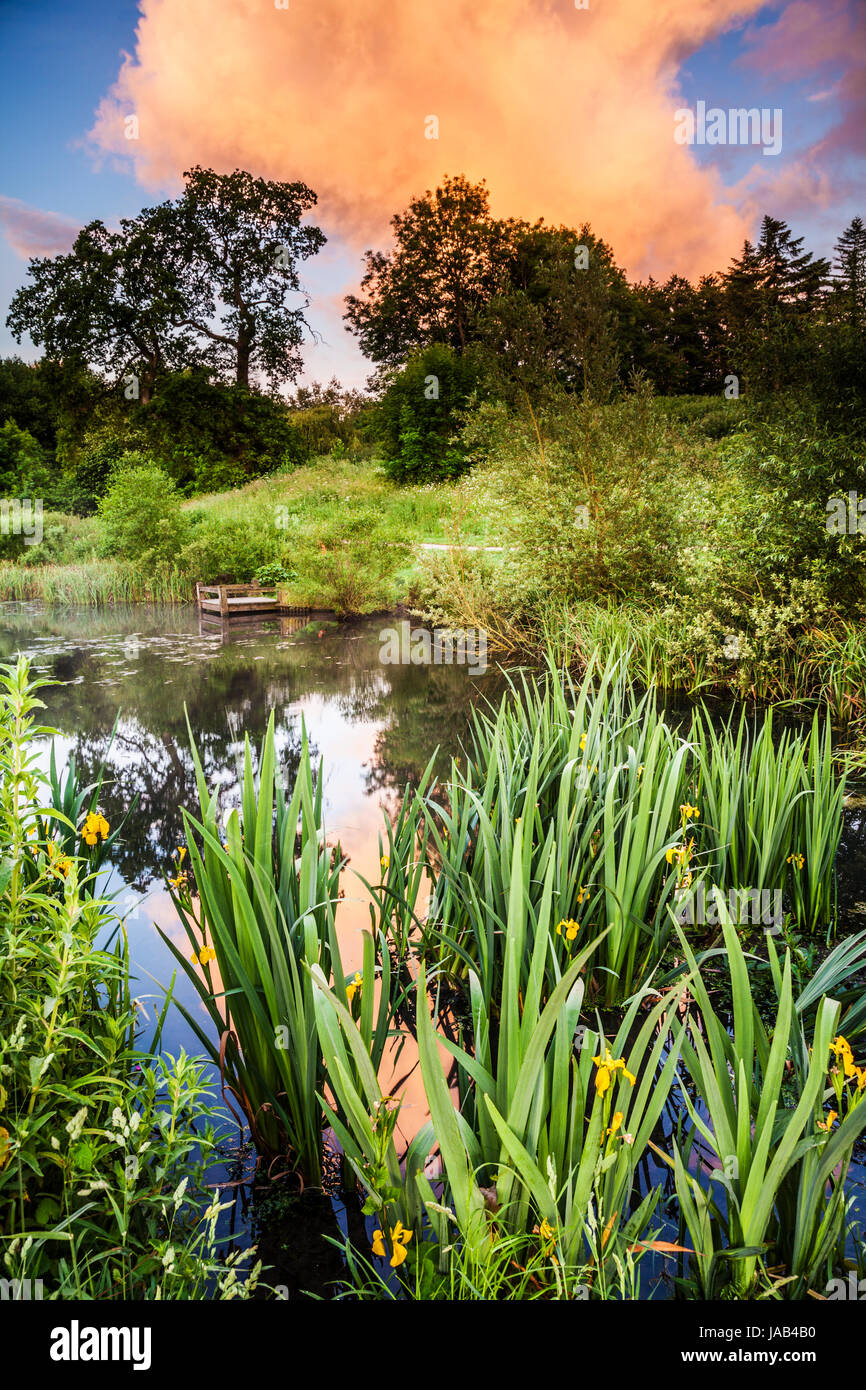 Einem farbenfrohen Sonnenaufgang Himmel über den alten Teich in Lydiard Park in Swindon, Wiltshire. Stockfoto