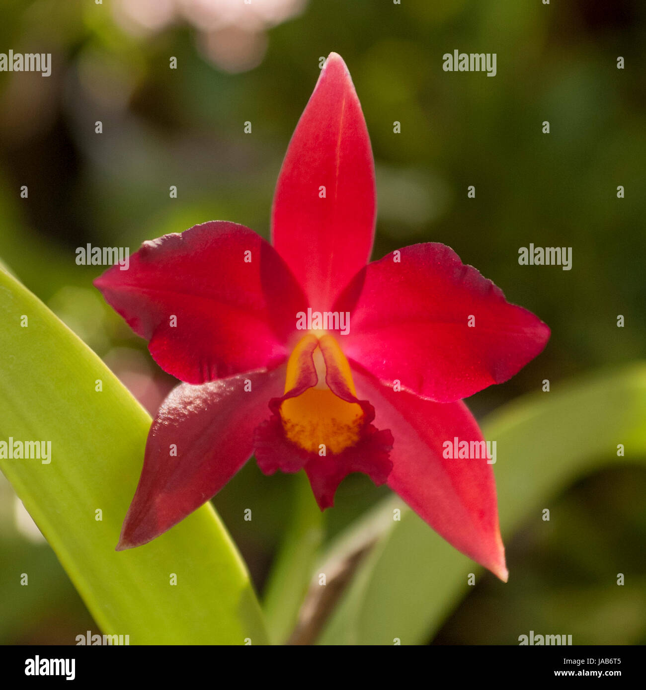 Foto einer einzelnen Blume Orchidee Sophrolaeliacattleya Loog Tone "Afrikanische Schönheit". Stockfoto
