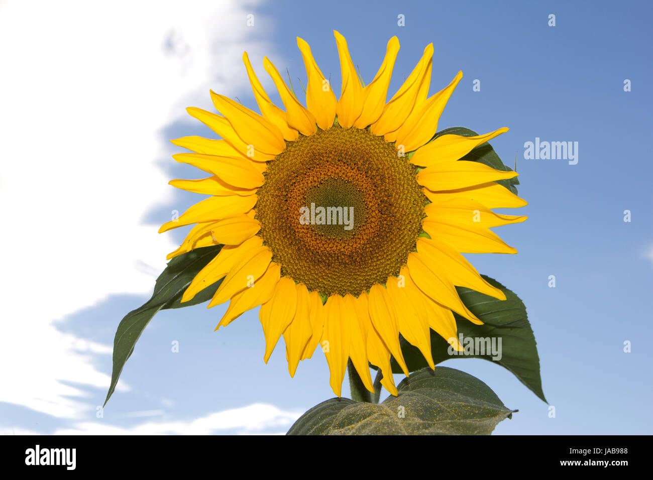 Sonnenblume mit Himmel im Hintergrund Stockfoto